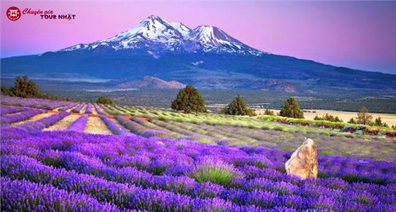 [HCM] Tour Nhật Bản Khám Phá Hokkaido Mùa Hè 2026